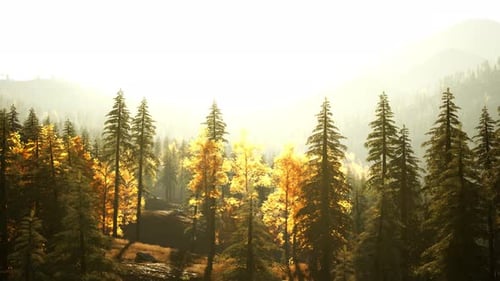 Le soleil brille à travers les arbres de la forêt, magnifique coucher de soleil