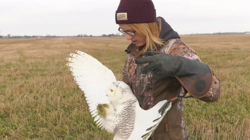Woman Examining a Snowy Owl in Open Field