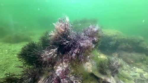 Underwater shot of Red algae (Furcellaria lumbricalis) on the bottom of Baltic Sea. Estonia.