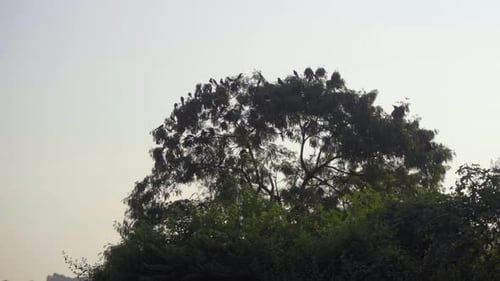 cinematic shot of birds seating resting on green tree craws and ravens in the morning sunlight