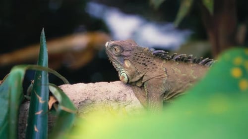 Green iguana lying on a rock near the pond