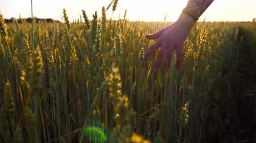 Female Hand Moving Over Green Wheat on the Meadow at Sunset Young Woman Walking Through the Barley