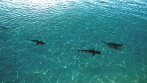 Many reef sharks swimming past in crystal clear shallow water