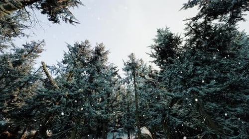 Winter Forest in the Snow