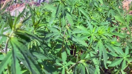 Closeup of a wild growing cannabis field. Cannabis growing in open in wild or nature.