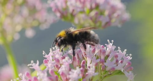 Bumblebee Feeds on Pink Flowers in Sunlight