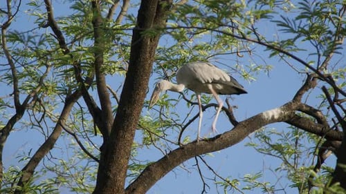 Stork perched on a tree branch against a clear blue sky