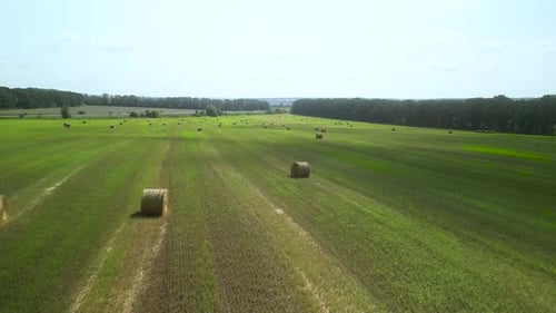 Round Hay Bales on the Green Field