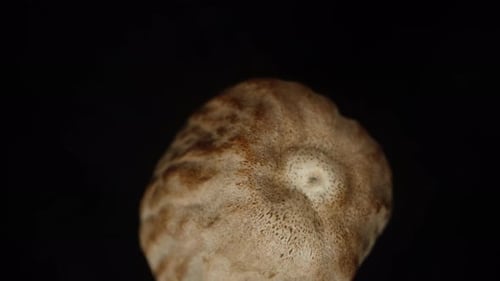 Nutmeg spinning falls down, On a black background, top view. Macro