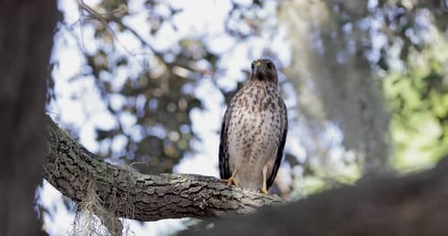 Coopers Hawk perched on thick tree branch with dappled light filtering through forest canopy