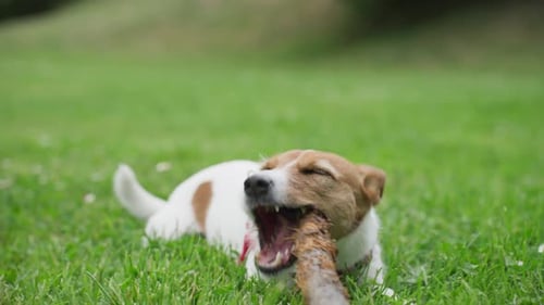 Playful Dog Enjoys Sunny Day in Park Pet Walking
