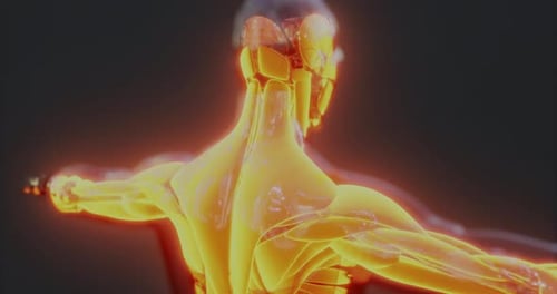 Glowing Human Muscular System 3D Animation