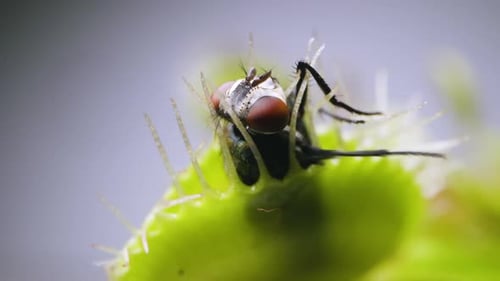 Venus Flytrap plant with trapped house fly. Closeup top-side view of plant and insect. Slow motion.