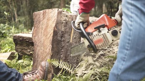 Woodcutter saws tree with chainsaw at the forest
