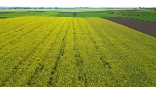 Aerial view of rapeseed fields in Aljmas, Osijek-Baranja, Croatia.