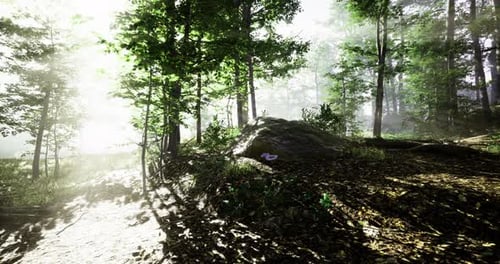 Light Filtering Through Lush Trees in a Serene Forest Setting