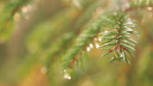 Wet spruce branch with raindrops
