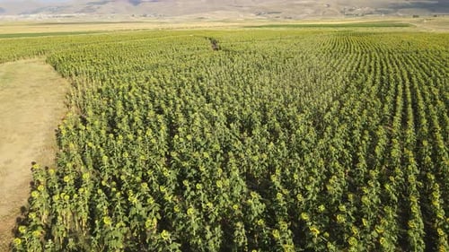 Aerial View of a Sunflower Field
