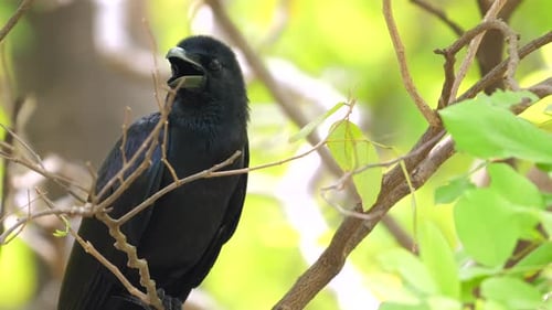 Black Crow Perched on Branch in Natural Habitat