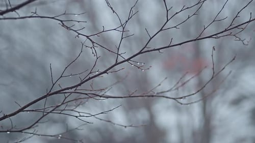 Bare tree branches with water droplets on a foggy winter day