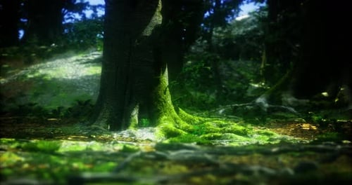 Moss Covered Tree Roots in a Sunlit Forest Setting During Daytime
