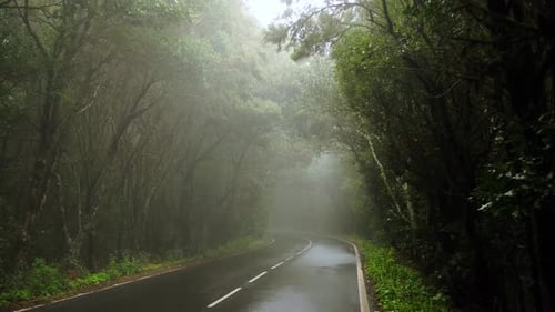 View of Road in the Dramatic Fog