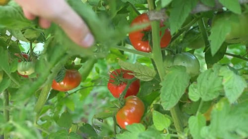 Red Juicy Tomato with Green Color Leaf