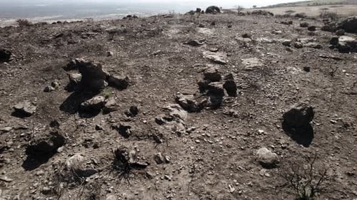 Aerial trucking shot of the burnt land after the huge wildfires in 2021 in Sardinia - the olive tree