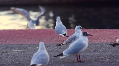 Flock Of Seagulls On The Concrete Floor at The Beach