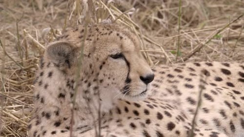 Nahaufnahme, wachsames Wildtier, gesichtet, Gepard, der sich in der Wildnis entspannt