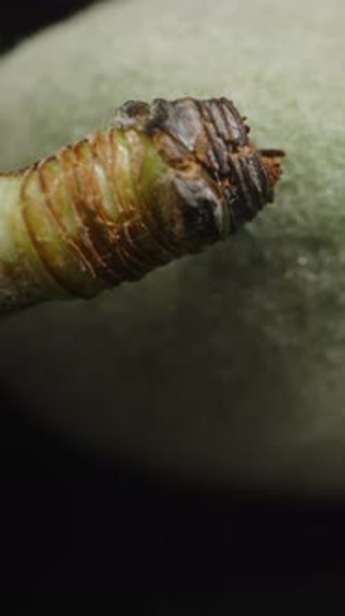 Vertical video. Green almond on a black background. Macro slider.
