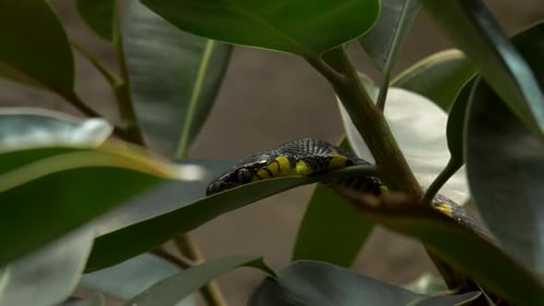 un serpent des mangroves se reposant dans son habitat naturel.