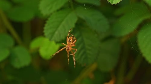 Spider on the web