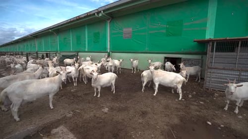 Lots of white goats on industrial dairy farm 4K