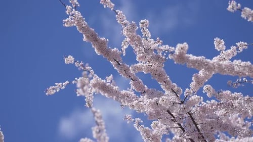 Floral Spring Background Nature Cherry Blossoms Calm and Serene Sakura Flowers on Tree Branch Fresh