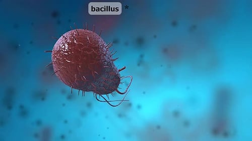 Animated 3D Bacillus Bacterium Microscopic Movement