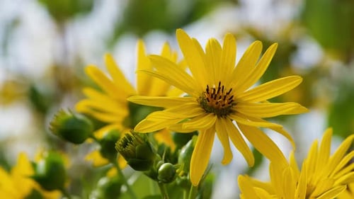 Bright Yellow Flower Blooms in Natural Setting
