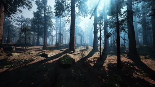 Sequoia Forest Filled With Towering Trees Dark Forest