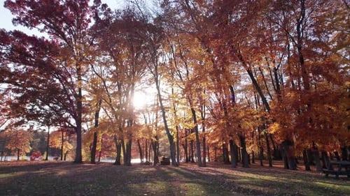Trees with orange and yellow fall leaves stand tall on the shore of a lake during sunset. A peaceful