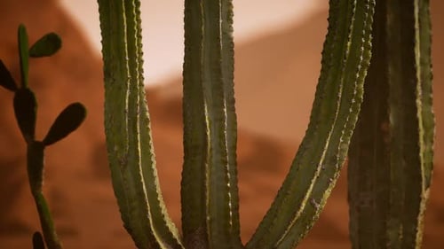 Sonnenuntergang in der Wüste von Arizona mit riesigem Saguaro-Kaktus