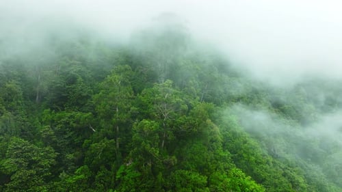 Evergreen Deciduous Forest On A Mountain Slope During Thick Fog Clouds Came Down From The Mountains