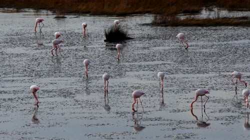 flamingos at the Bursa/Turkiye