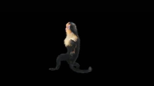 59 Affentanz HD