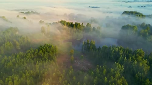 Fog drifts over a lush green forest in a serene, early morning aerial view