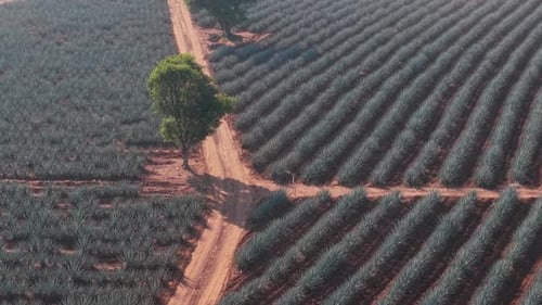 Stadt Agave Fields