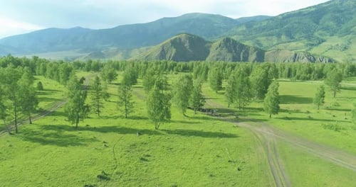 Aerial View Low Flight Above Evergreen Pine Tree Landscape with Endless Mountain Forest at Sunny