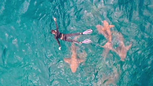 Young brave woman tourist swimming with the wild free sharks of the Bahamas