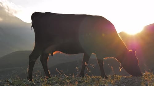 Cow Grazing in Field at Sunset