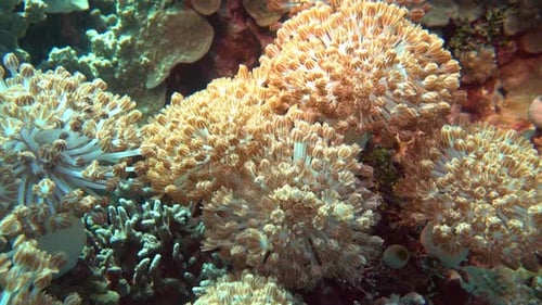 Xenia soft coral pulsates as it collects food from the ocean water.
