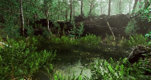 Serene Forest Pond Surrounded By Lush Vegetation and Rocky Landscape